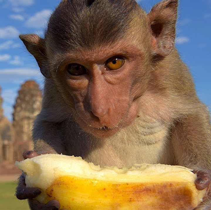 Monkey Feast - vôňa do sviečok