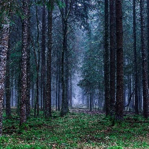 Enchanted Forest - vôňa do sviečky