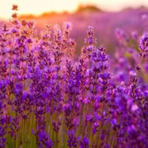 Lavender Fields - vonný olej na výrobu sviečok 100ml