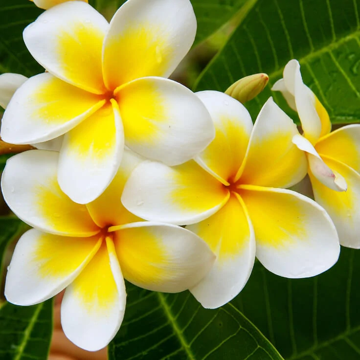 White Plumeria - vonný olej na výrobu sviečok 25ml