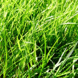 Fresh cut Grass - vôňa do sviečky
