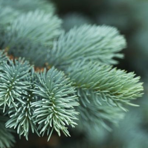 Pineforest - vonný olej na výrobu sviečok
