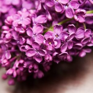 Fresh Cut Lilac - vonný olej na výrobu sviečok