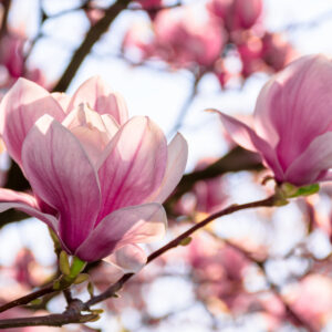 Magnolia - vonný olej na výrobu sviečok