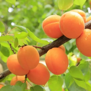 Fresh Apricot - vonný olej na výrobu sviečok
