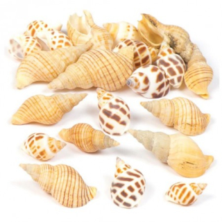 Dekoračné morské ulity 2 - 4cm /10ks/