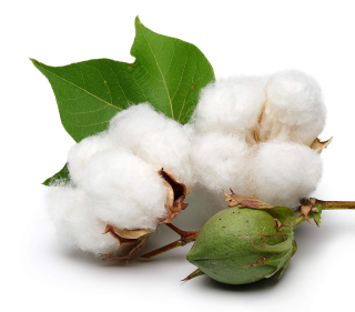 Cotton White - vonný olej na výrobu sviečok