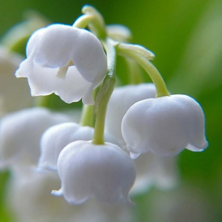 Lily of the Valley - vonný olej na výrobu sviečok