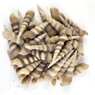 Dekoračné morské ulity Turitella 4 - 5cm /8ks/