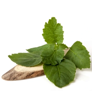 White Wood and Patchouli - vonný olej na výrobu sviečok