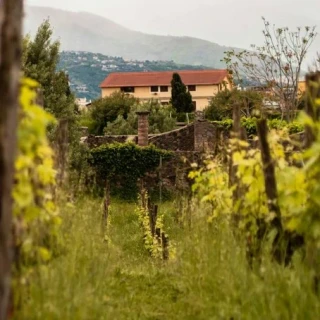 Tuscan Vineyard - vonný olej na výrobu sviečok