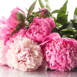 Fresh Cut Peony - vôňa do sviečok